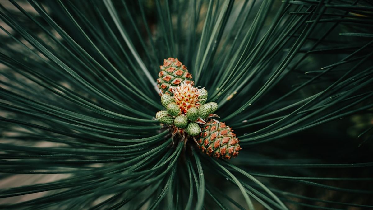 Forest pine, ginger, sage, and tropical fruits in vibrant desserts – 2026 food trends