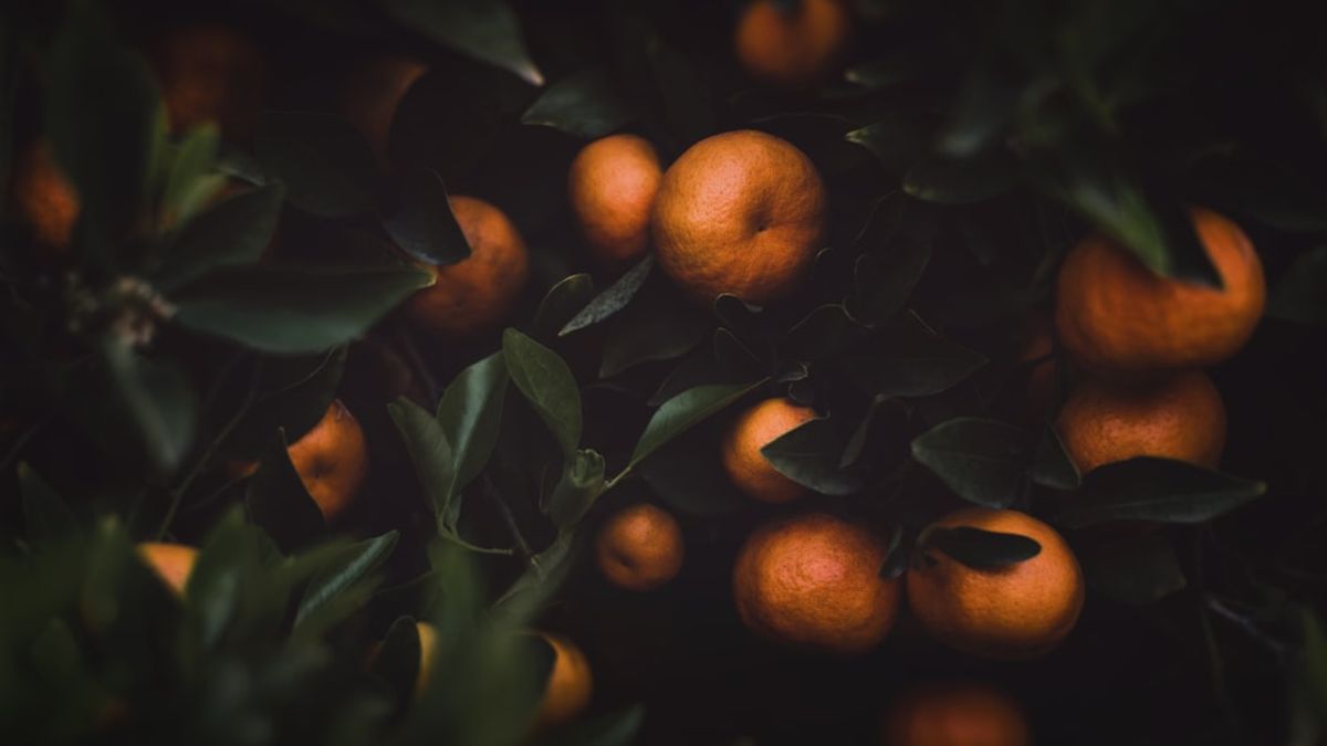 Stretchy mozzarella and a forest-tonic style mocktail with rosemary and citrus representing playful 2026 food trends