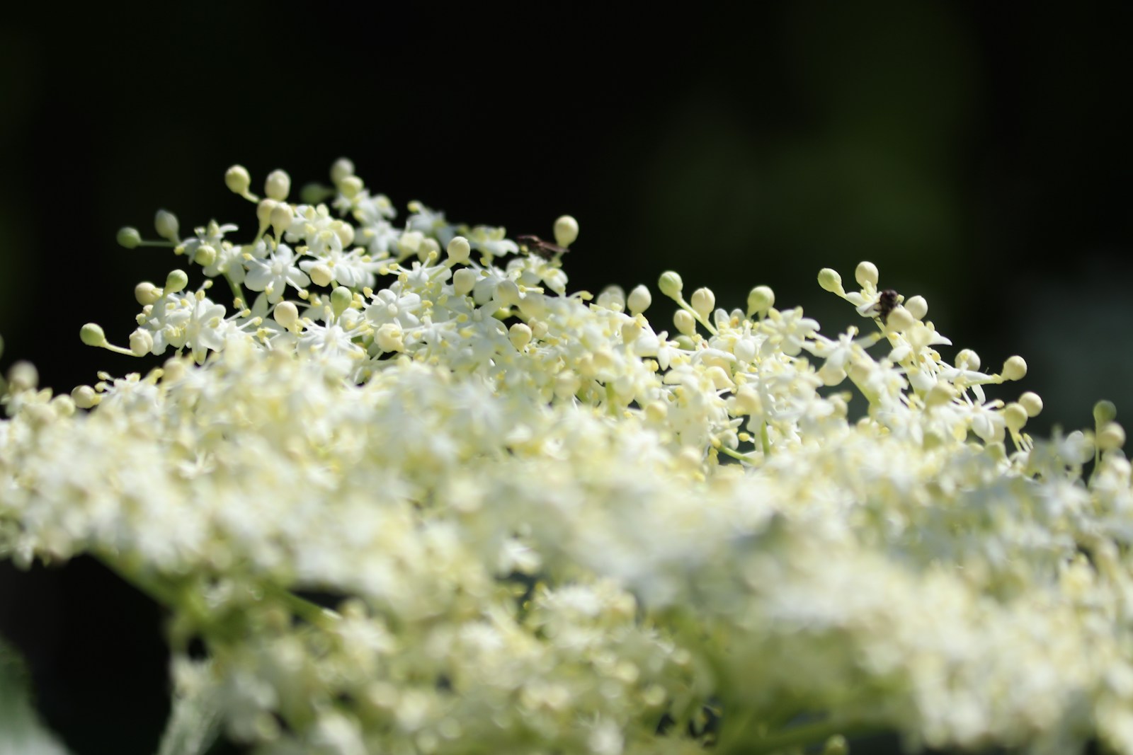 Hugo Spritz with Elderflower and Mint: The 2026 Summer Cocktail
