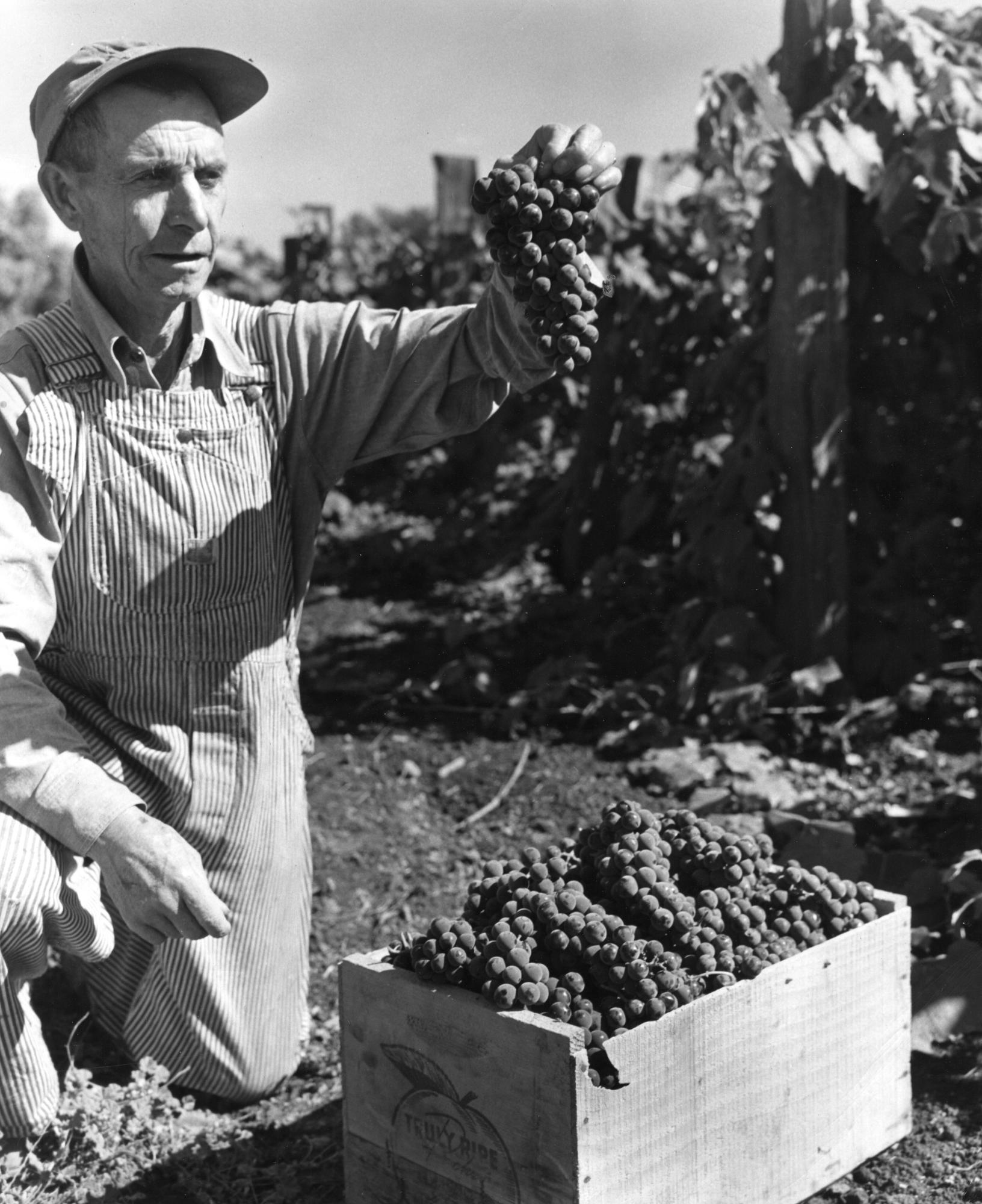 Concord grapes give you three weeks and then they are gone
