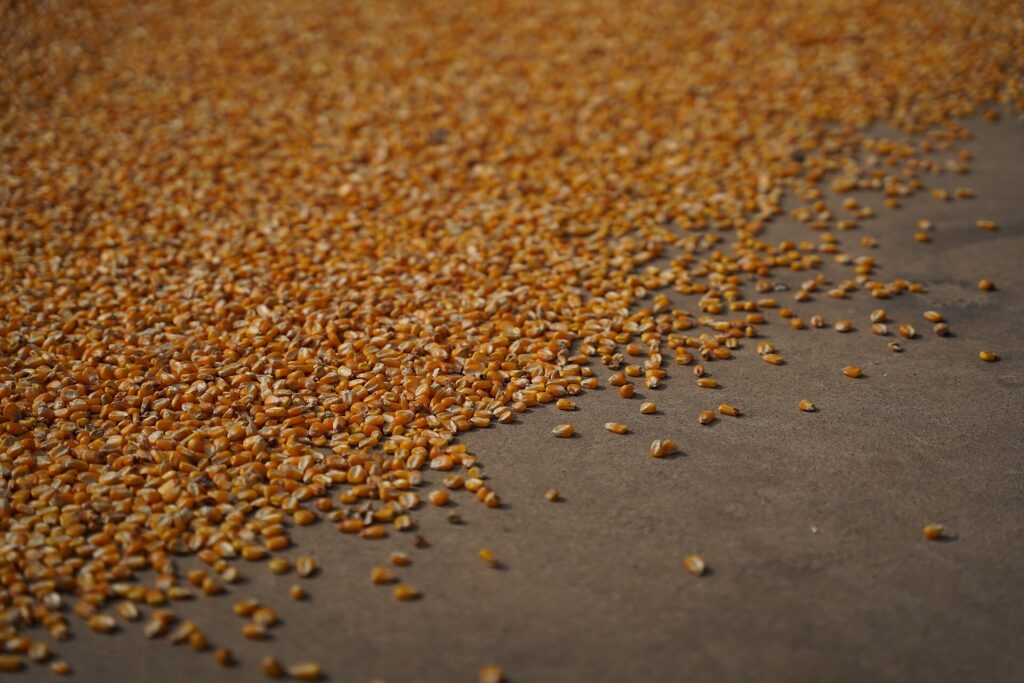 Corn kernels simmering in a wide stainless pot of cloudy water on a stove