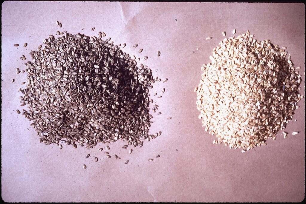 Whole oat groats spread on a pale surface, showing the intact kernels