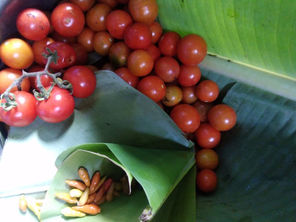 A glass jar of tomatoes packed in olive oil standing on a refrigerator shelf