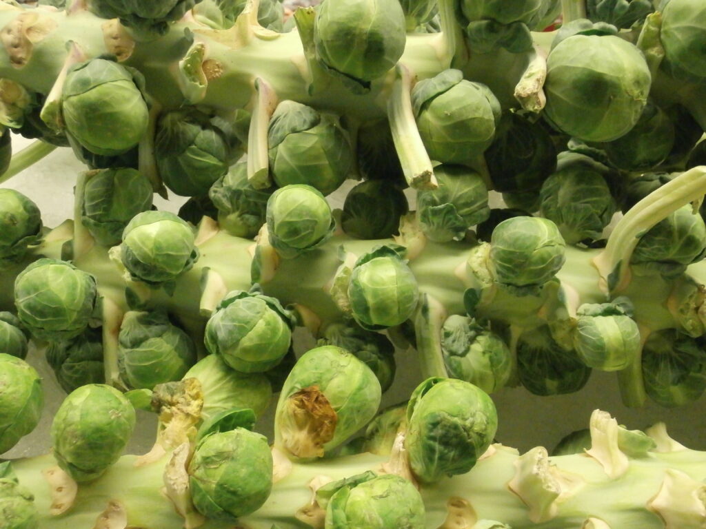 Brussels sprouts still attached to a thick green stalk laid across a bench