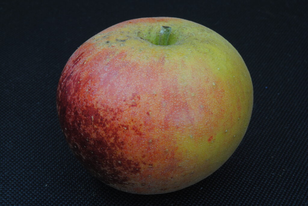 Several different apple varieties in green red and gold piled in a wooden crate