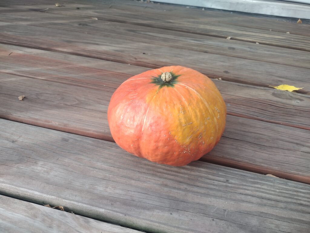 A dark green kabocha squash cut in half showing dense orange flesh and seeds