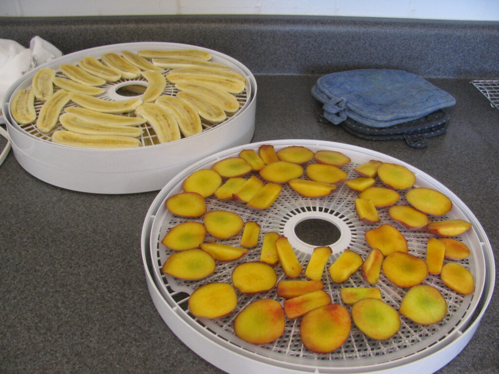 Stacked mesh dehydrator trays with small round items drying on the middle shelf